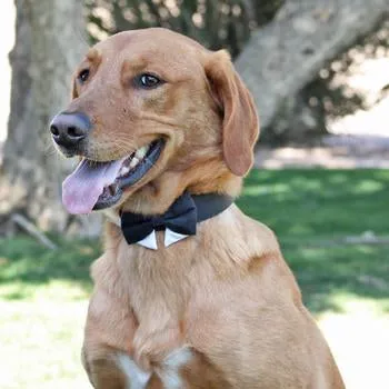 Universal Dog Bow Tie - Tan Plaid